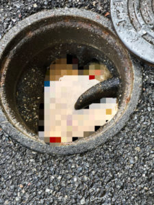 作業前の排水マス