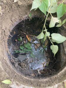 滞水していた排水マス
